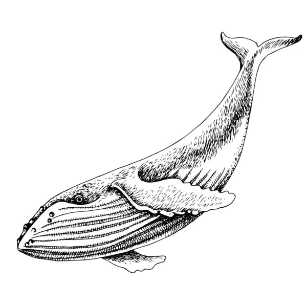 ปลาวาฬใหญ่ถูกแยกจากพื้นหลังสีขาว — ภาพเวกเตอร์สต็อก
