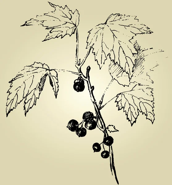 Grosellas negras — Archivo Imágenes Vectoriales