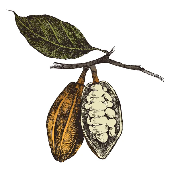 Ručně tažené kakaových bobů — Stockový vektor