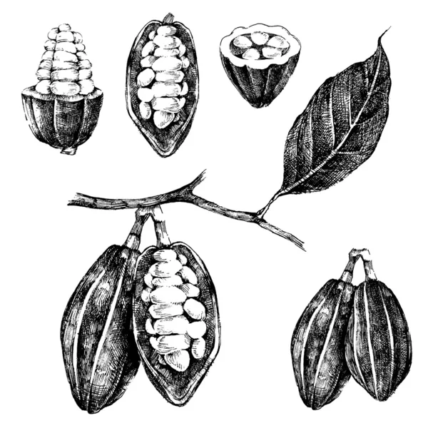 Conjunto de granos de cacao extraídos a mano — Vector de stock