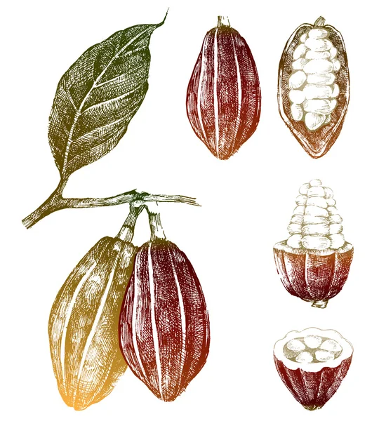 Conjunto de granos de cacao extraídos a mano — Archivo Imágenes Vectoriales