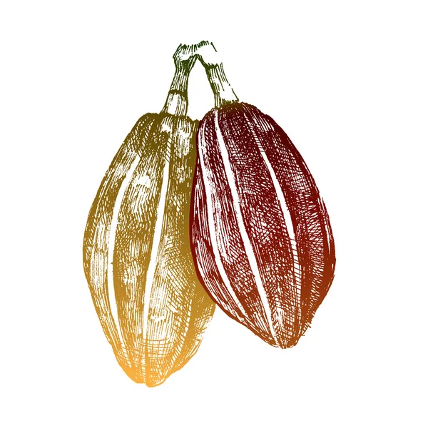 Granos de cacao extraídos a mano — Archivo Imágenes Vectoriales
