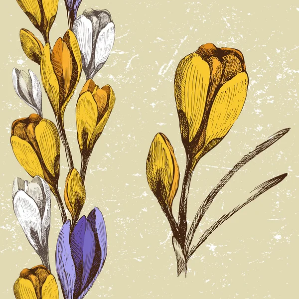 Crocus blomma och sömlös blommig gränsen — Stock vektor