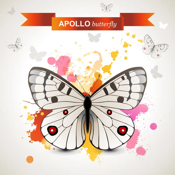 Apollo kelebek — Stok Vektör