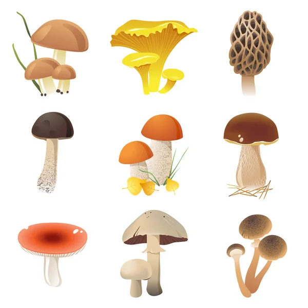 Edible mushrooms — Stock Illustration Edible mushrooms Royalty Free Stock Illustrations