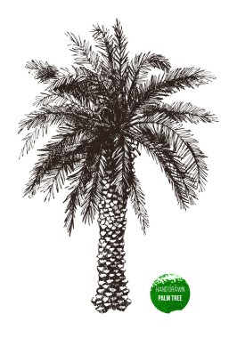 Hand drawn palm tree clipart