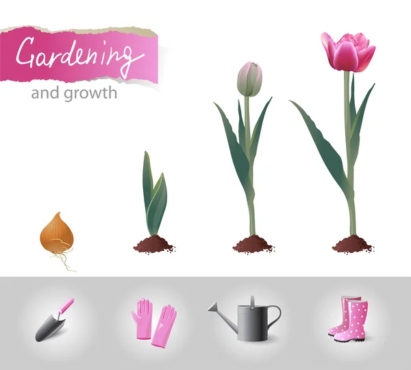 Growing tulip — Stock Vector
