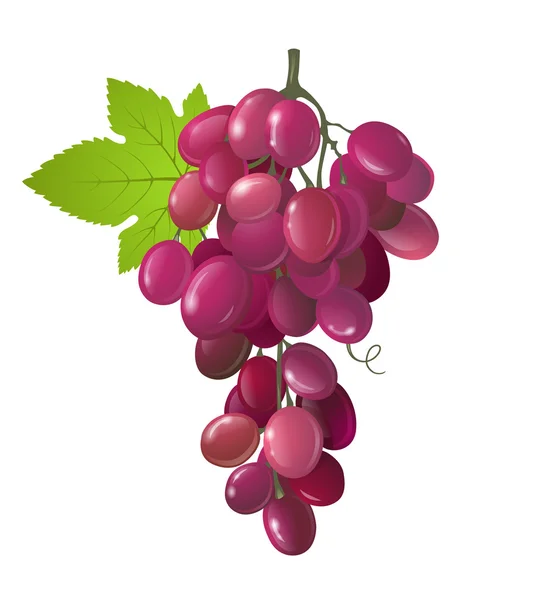 Uvas — Vector de stock