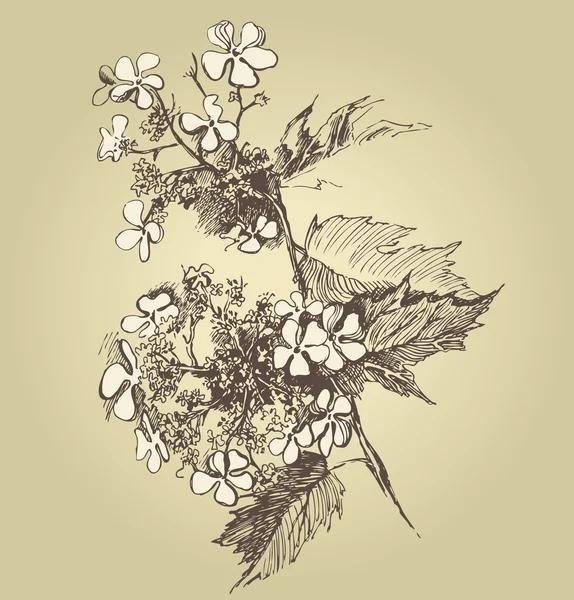 Guelder-rosa — Archivo Imágenes Vectoriales