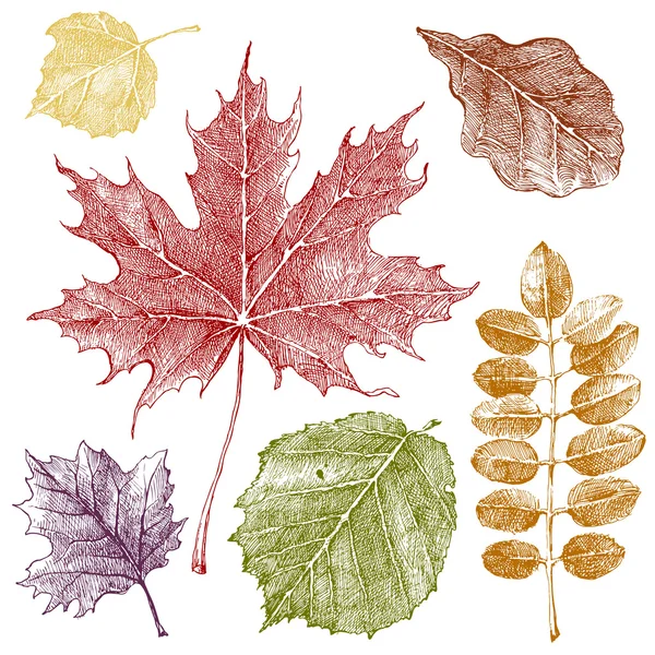 Feuilles dessinées à la main de couleur automne — Image vectorielle