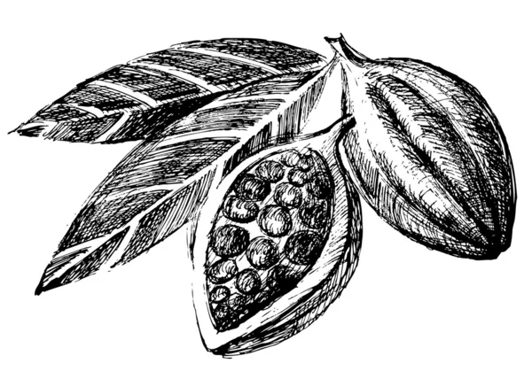 Hand getrokken cacao bonen — Stockvector