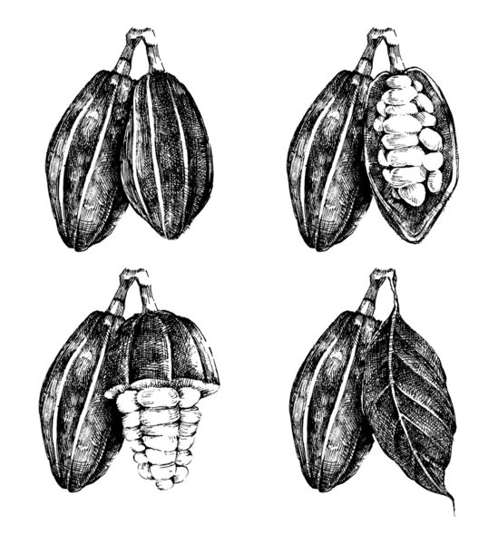 Набор какао-бобов