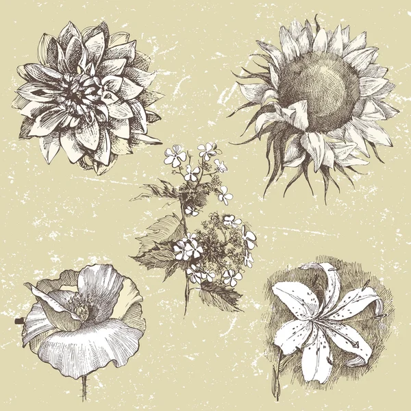 Handgezeichnete Blumen — Stockvektor