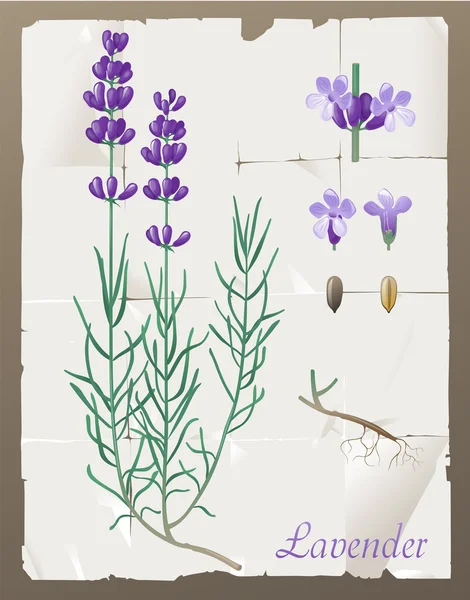 Lavender — Stock Vector