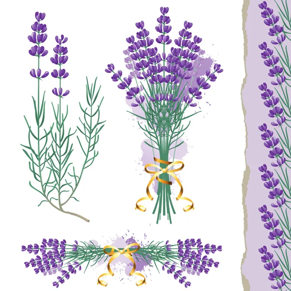Lavender — Stock Vector