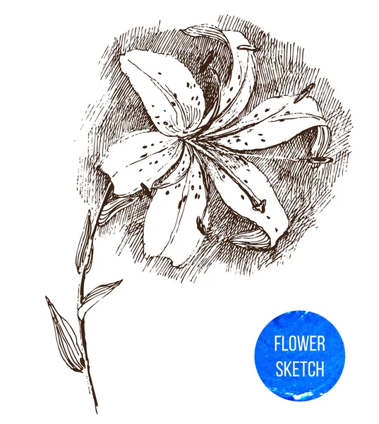 Hand dras lily flower — Stock vektor