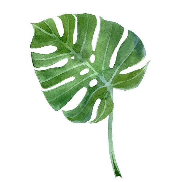 Acuarela hoja monstera — Archivo Imágenes Vectoriales