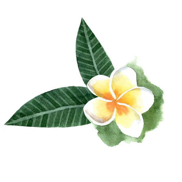 Suluboya frangipani çiçek — Stok Vektör