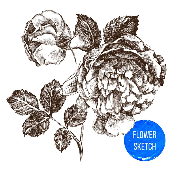 Flor de rosa dibujada a mano — Vector de stock