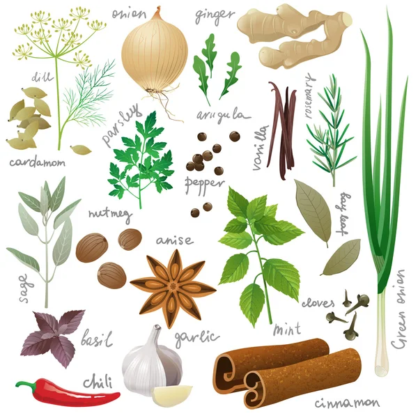 Herbs and spices — Stock Illustration Herbs and spices Royalty Free Stock Vectors