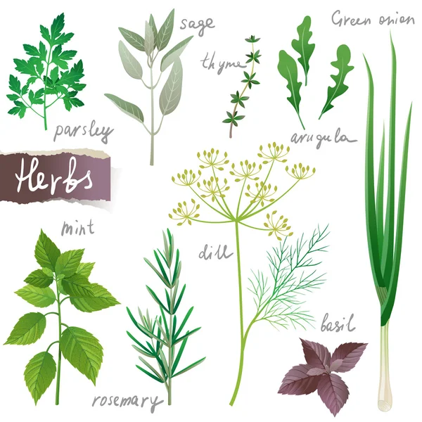 Herbs set — Stock Vector