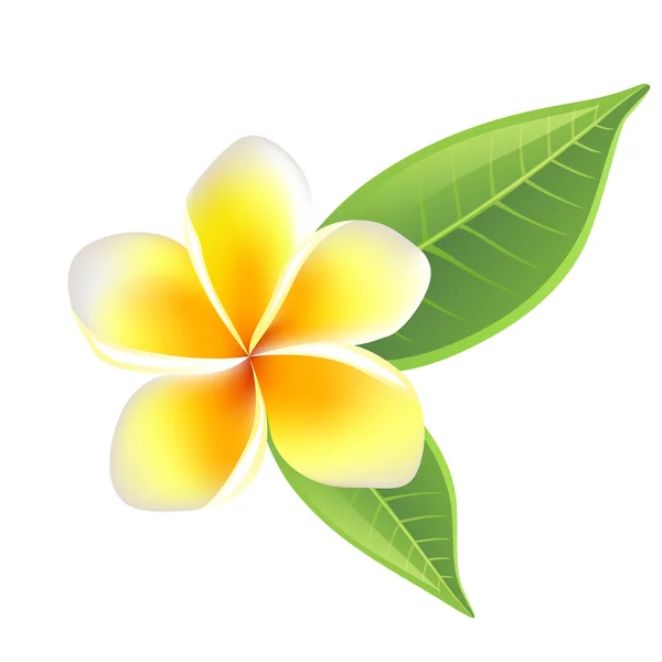 Frangipani flower — Stock Vector