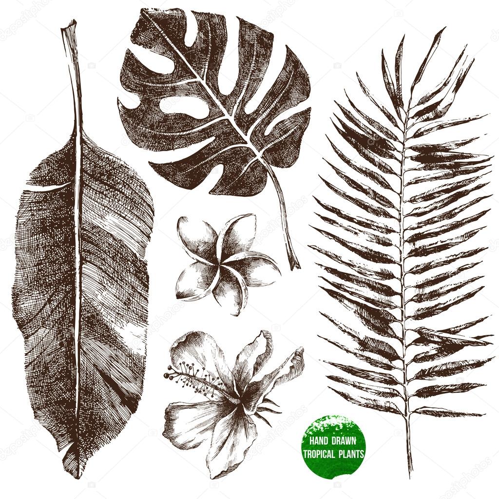 Hand drawn tropical leaves and flowers