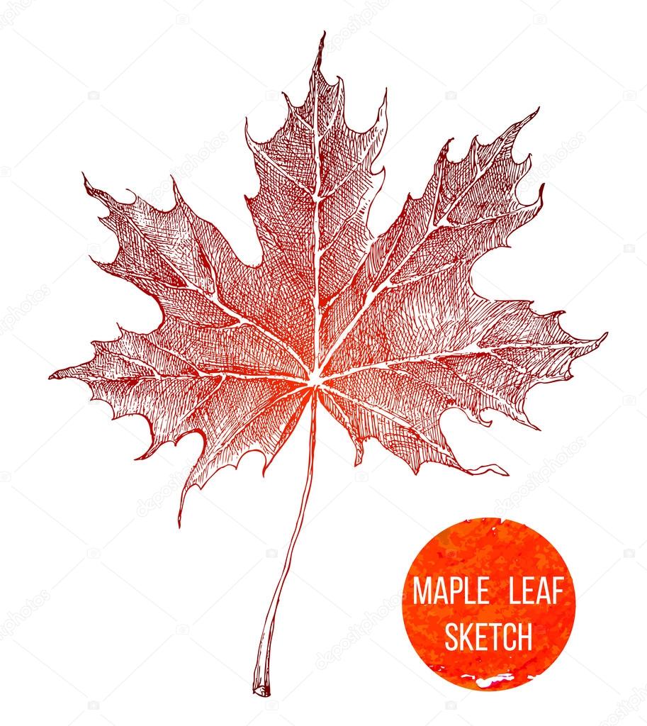 Illustration Vectorielle. Dessin De Dessins D'une Feuille D'arbre. Symbole  Écologique Et Organique. Doodle À La Main. Décoration Pour Cartes De Voeux,  Affiches, Emblèmes Clip Art Libres De Droits, Svg, Vecteurs Et Illustration.