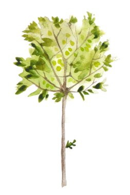 suluboya zeytin ağacı