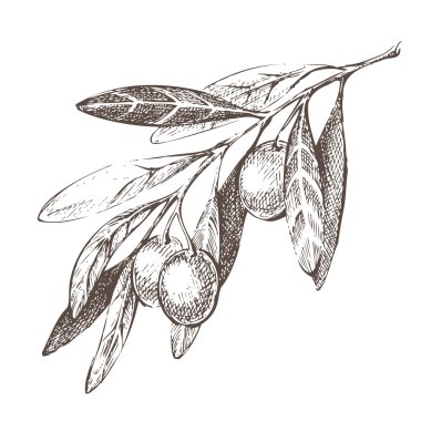 zeytin dalı
