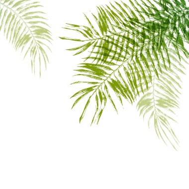 hand drawn palm tree leaves