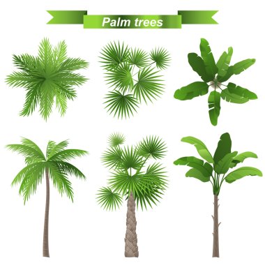 palm trees clipart