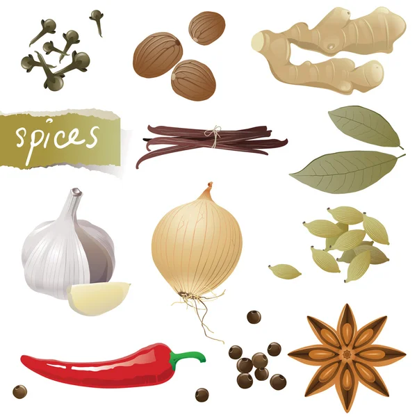 Spices — Stock Vector