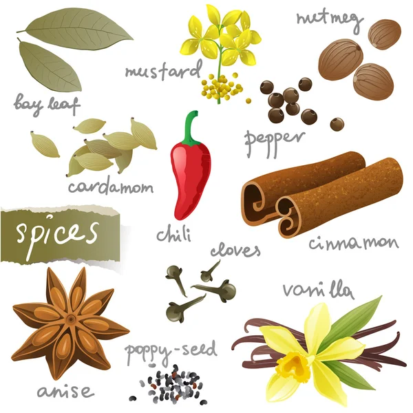 Set of different spices — Stock Vector