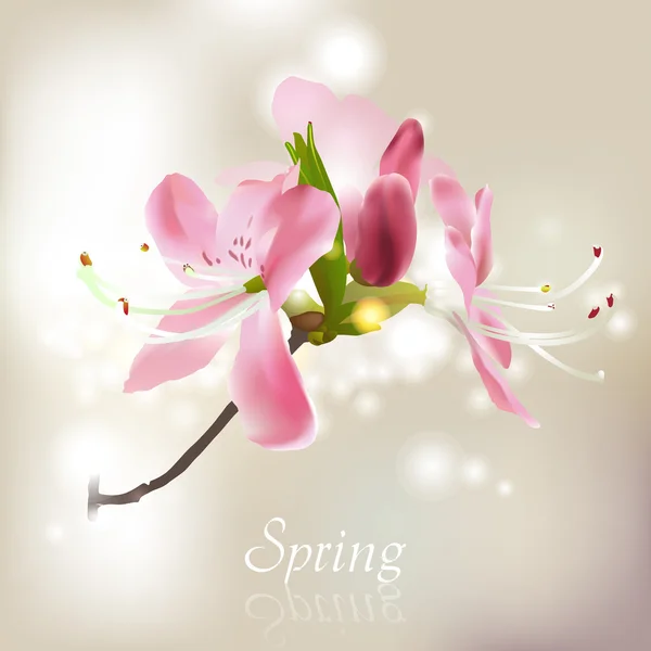 Spring blossom — Stock Vector