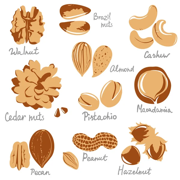 Nuts — Stock Vector