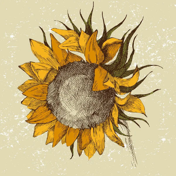 Girasol dibujado a mano — Archivo Imágenes Vectoriales