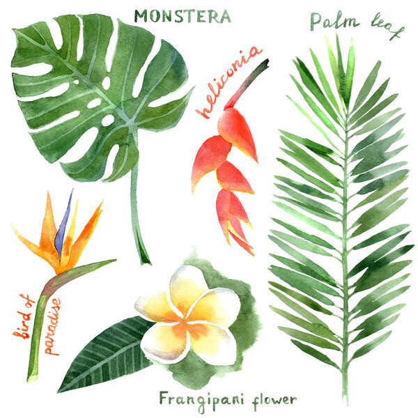 Акварельные тропические растения
