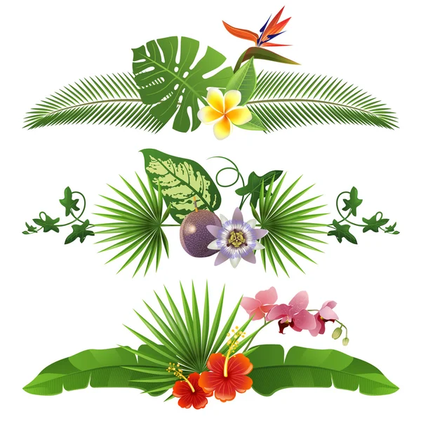 Tropical borders — Stock Vector