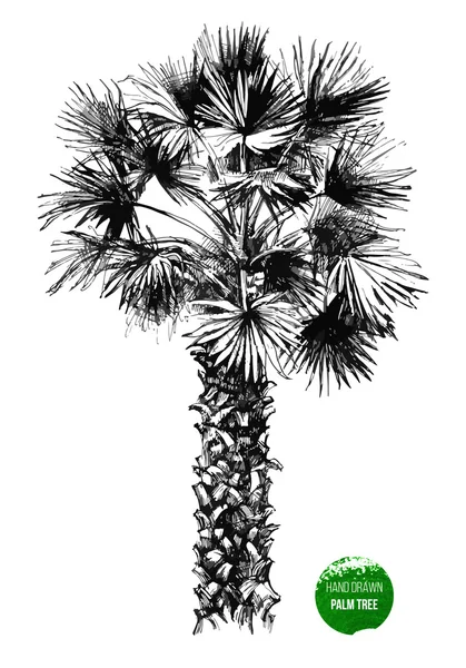 Palmera dibujada a mano — Vector de stock