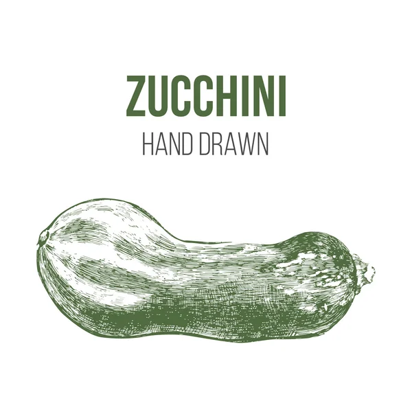 Hand drawn zucchini — Stock Vector