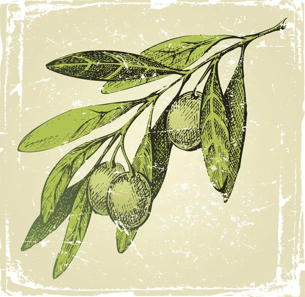 Rama de oliva dibujada a mano — Vector de stock
