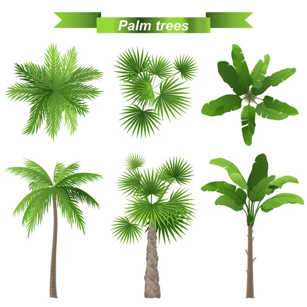 Palm trees — Stock Vector