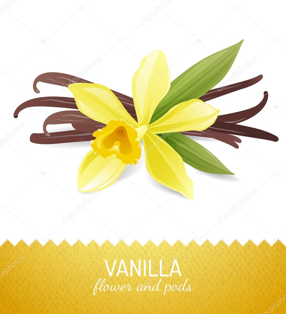 vanilla flower and pods