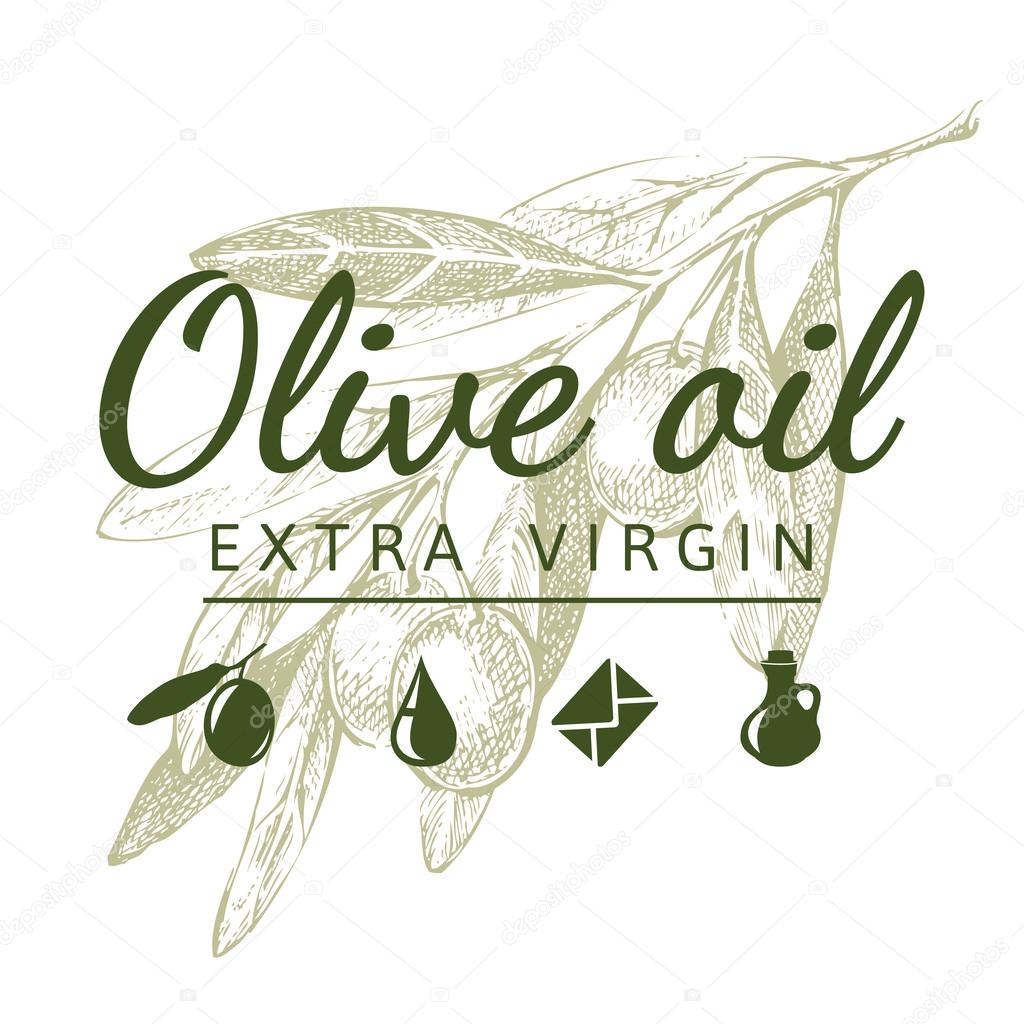 Hand drawn olive branch and olive oil logo