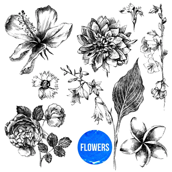 Ensemble de fleurs dessinées à la main — Image vectorielle