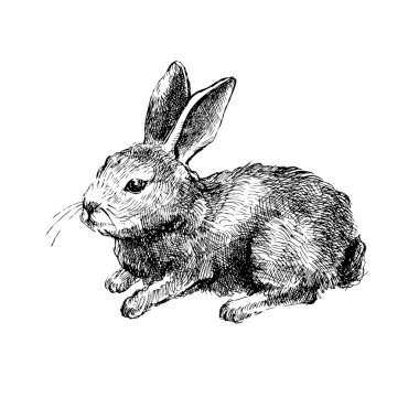 Beyaz çizilmiş vektör tavşanı ver