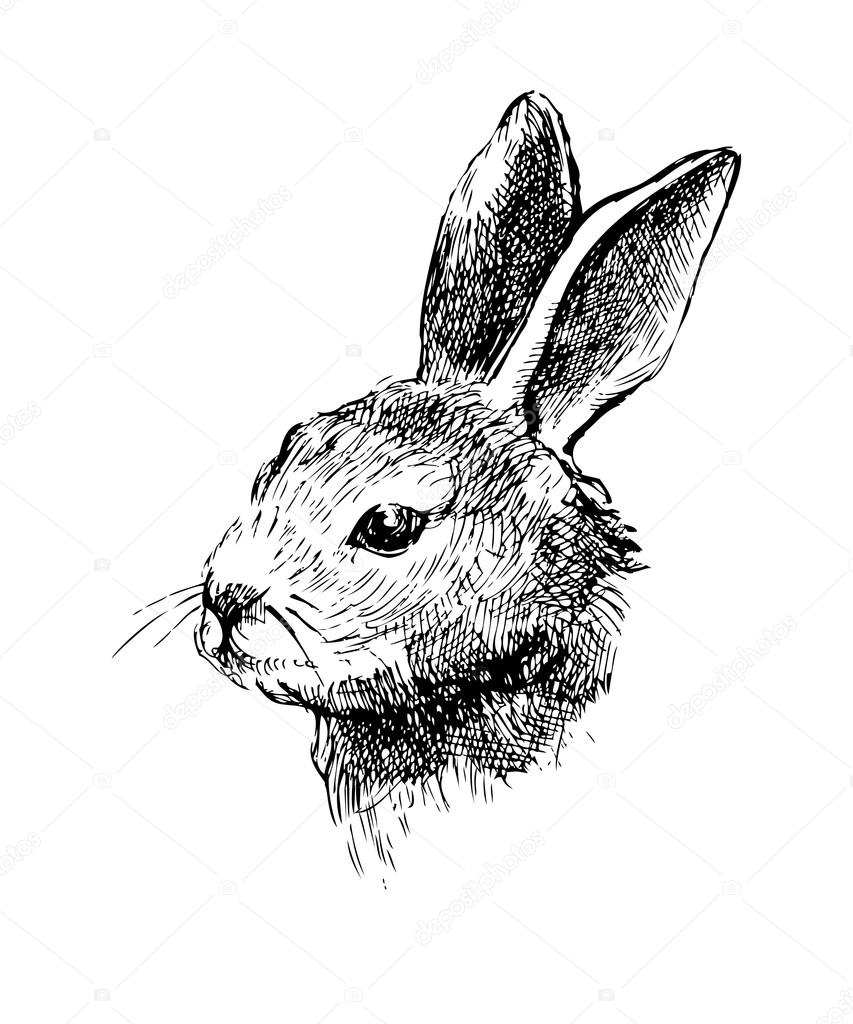 Hand drawn vector rabbit on white