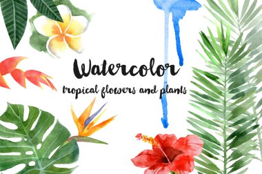 Suluboya tropikal bitki