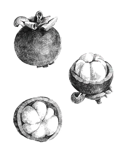 Mangostino aislado sobre fondo blanco — Archivo Imágenes Vectoriales